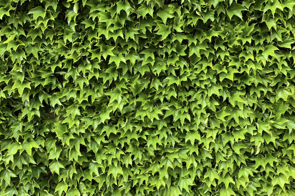 Klätterväxt på en grön vägg